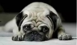 内蒙巴哥爆料最新消息新闻,最新内蒙古新闻动态揭秘