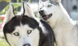 哈士奇起泡胶爆料视频大全,萌宠趣味瞬间大盘点