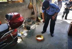 市民爆料孔雀视频,孔雀翩翩起舞，街头成焦点