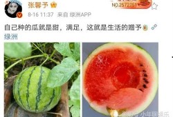 娱乐圈有什么瓜可以吃吗,揭秘明星幕后故事与热点事件