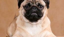 内蒙巴哥爆料最新消息新闻,最新内蒙古新闻动态揭秘