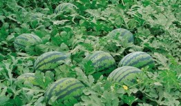 庆阳网红吃瓜群微信号,揭秘当地网红圈层生活