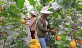 那曲网红吃瓜,揭秘背后真相与网络舆论风暴