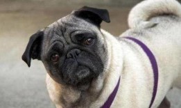 内蒙巴哥爆料最新消息新闻,最新内蒙古新闻动态揭秘