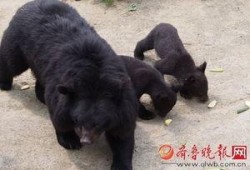 黑熊体育爆料最新消息,最新体育动态揭秘！”