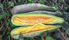 那曲网红吃瓜,揭秘背后真相与网络舆论风暴