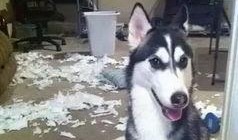 哈士奇起泡胶爆料视频大全,萌宠趣味瞬间大盘点