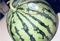 网红丽丽吃瓜,一场吃瓜盛宴背后的故事