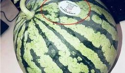 网红丽丽吃瓜,一场吃瓜盛宴背后的故事
