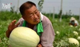 吃瓜群众免费吃瓜村,揭秘吃瓜群众的狂欢盛宴