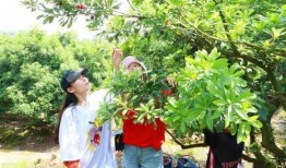 藿藿技能爆料最新,解锁神秘力量，助力战斗新篇章